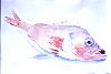 Scorpion fish