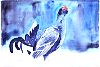 Black Grouse